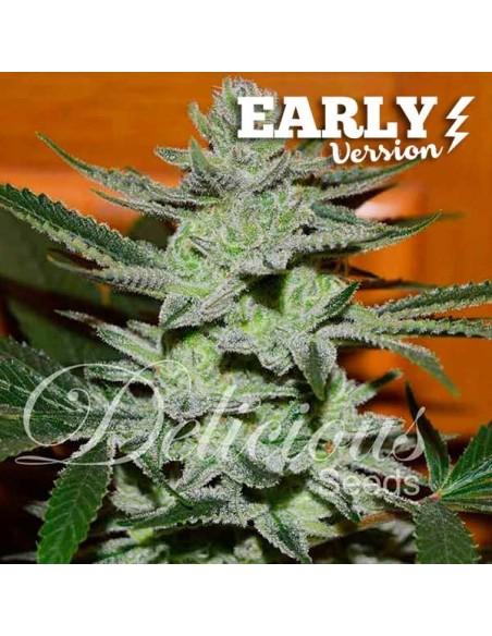 Unknown Kush Early Version