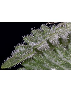 Don Critical Crack 2