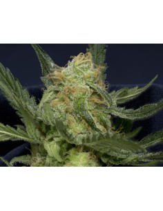 Don Gorilla Glue Auto