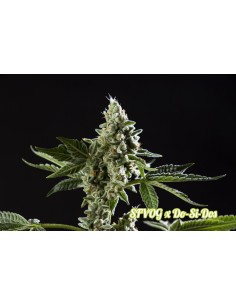 San Fernando Valley OG x Do-si-Dos 2