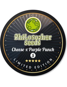 Cheese x Purple Punch