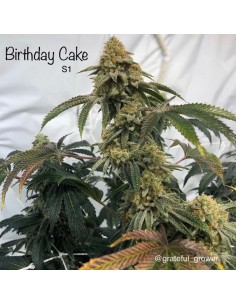Birthday Cake S1