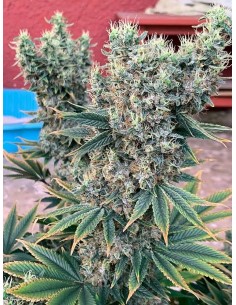 Golden Tiger x Panama 2