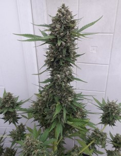 Pakistani Skunk 2
