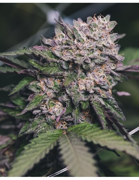 1 Gelato - Oaseeds Bulk Seeds