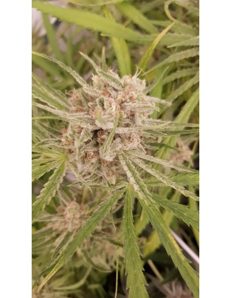 1 Cinderella 99 - Oaseeds Bulk Seeds
