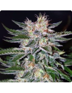 1 Sugar Rose - Oaseeds Bulk Seeds