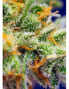 Crystal Candy XL Auto 2