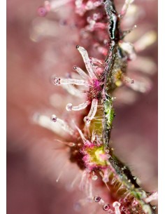 Tropicanna Poison F1 Fast Version 2