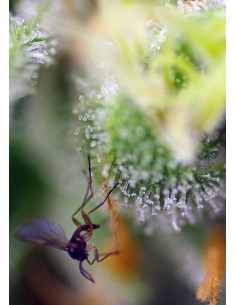 Sweet Amnesia Haze XL Auto 2