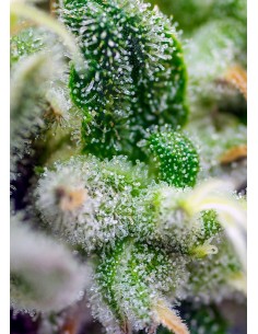 Gorilla Girl XL Auto 2