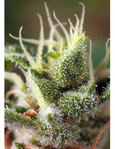 Gorilla Girl F1 Fast Version 2