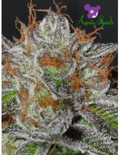 Bruce Banner 3 2