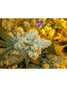 Original Gorilla 4 2