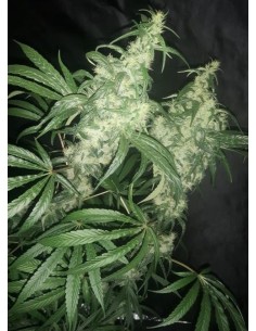 Purple Pakistani Haze 2