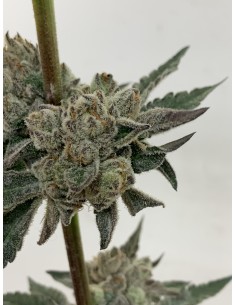 Runtz x F1 Durb x Gushers