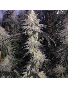 Kush Mints x Strawnana