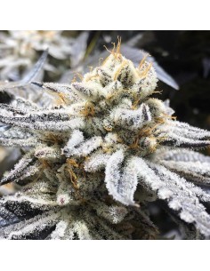 Gelato 33 x Purple Punch