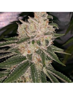 East Bay OG x Purple Punch