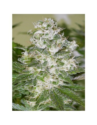 Buy Exile from Serious Seeds - Oaseeds