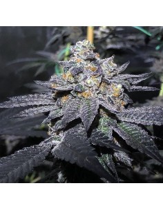 Dosidos x F1 Durb x Gushers