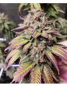 Bubba Diagonal x Purple Punch