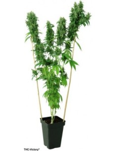THC-Victory 2