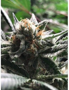 Critical Jack – Condor