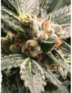 OG Kush – Dark Kush