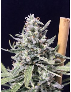 Super Skunk – Thunderstorm