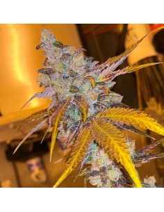 Strawberry Diesel Cookies