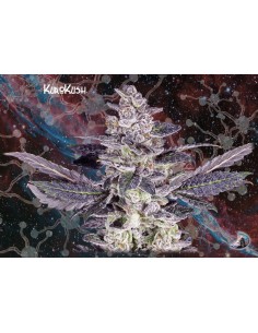 KuroKush