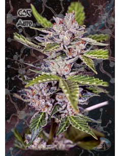 Girl Scout Cookies Auto