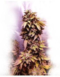 Strawberry Dawg Pound 2