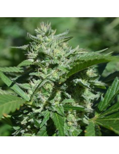 Pineapple Passion Zmoothie