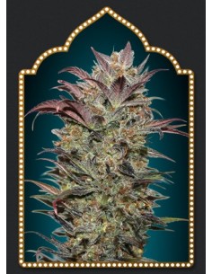 Auto Chocolate Cream