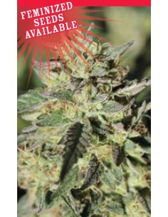 Early Girl OG Hybrid