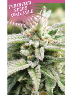 Magic Melon Autoflower