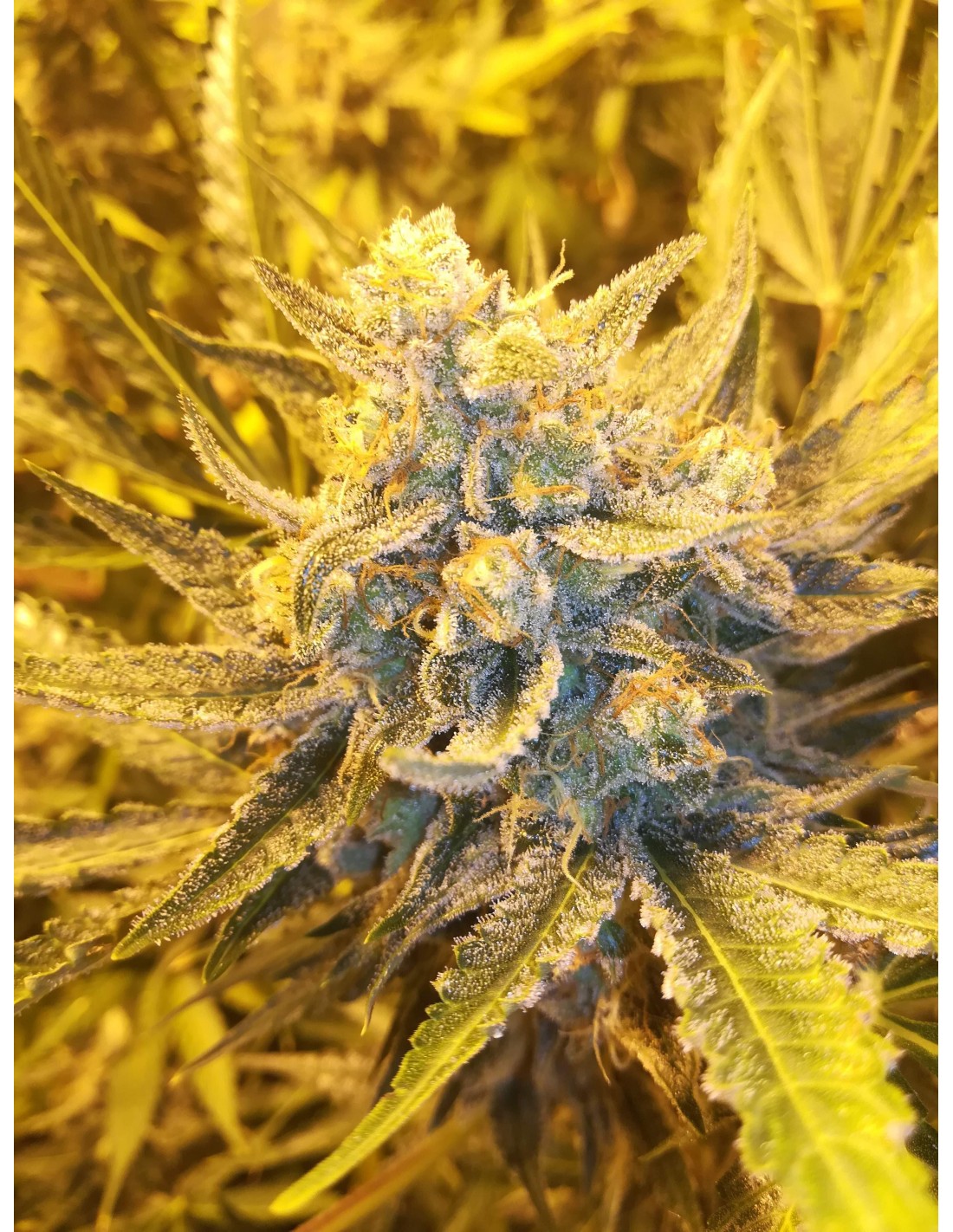 Caramel Auto (Oaseeds) Bulk Cannabis Seeds | Up To 30% Off