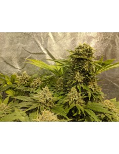 Great White Shark Regular 2