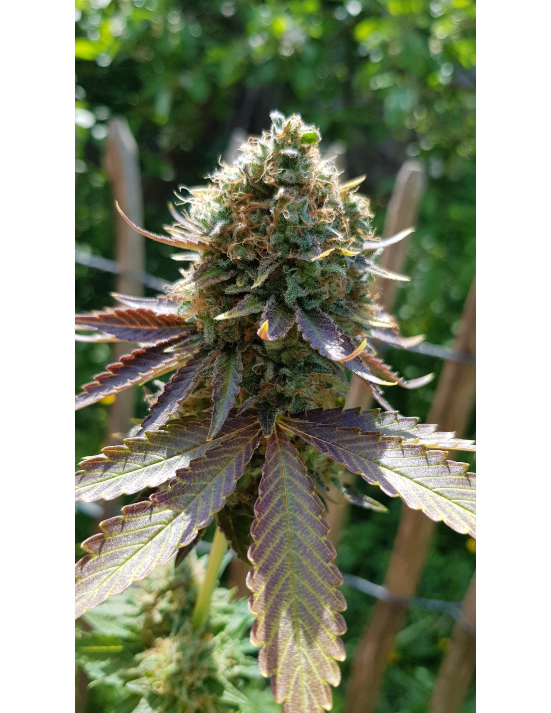 Somango Regular Oaseeds Bulk Cannabis Seeds On Sale 