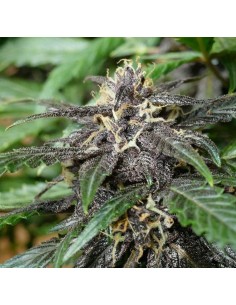 Swiss Dream Rosé Auto 2