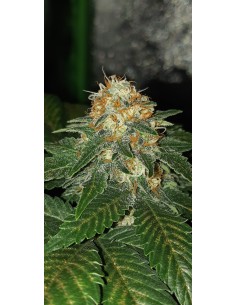 Afgana x Nepal Auto 2