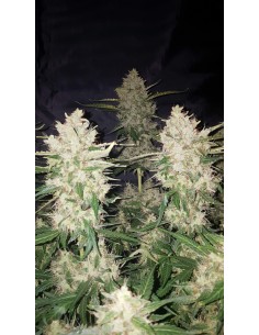Gorilla Glue Auto (Oaseeds) Bulk Cannabis Seeds | On Sale! 2