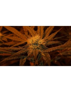 Jack Herer x White Widow Auto 2