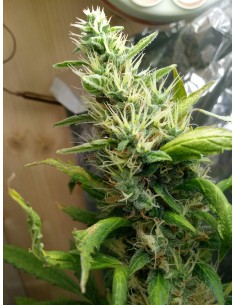 White Widow Regular 2