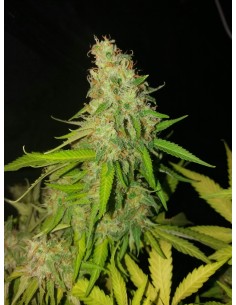 Auto Moby Dick