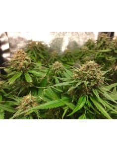 Caramel Cream Auto 2