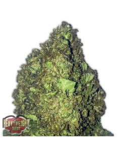 Short and Sweet Auto