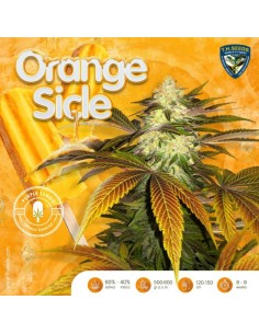 Orangesicle SPECIAL PACK 2